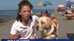 Dog lifeguards on the lookout on Italy's beaches
