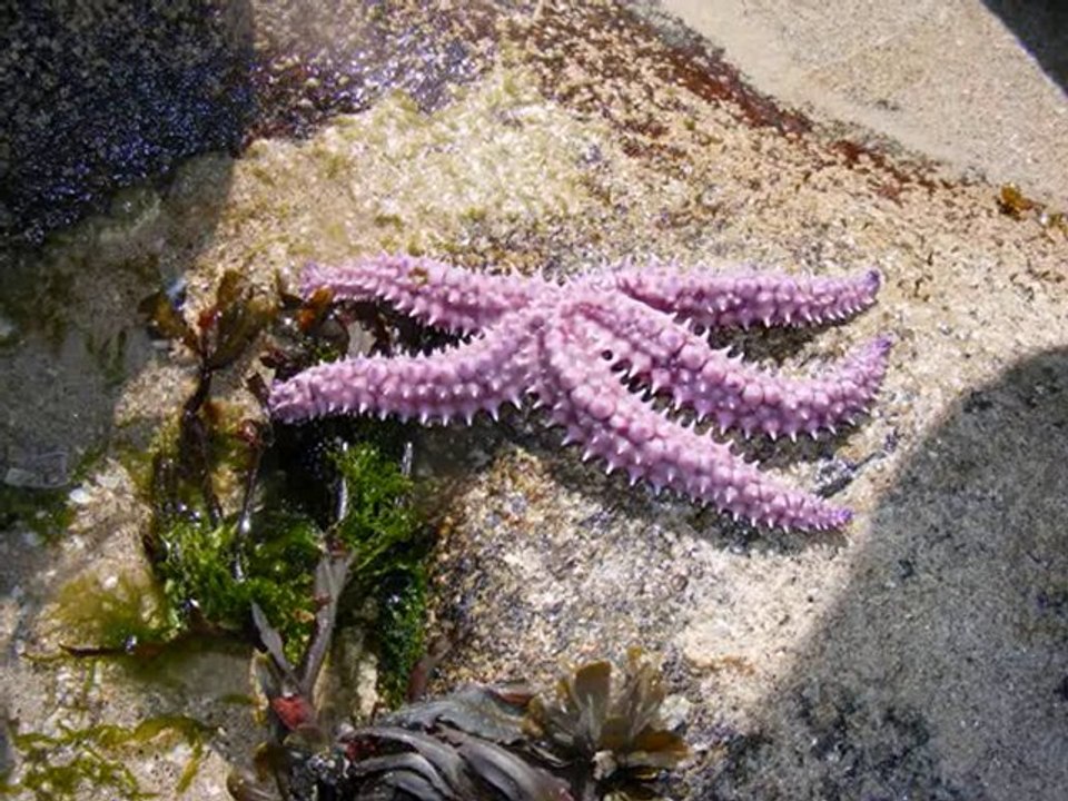 Le Conquet_0001
