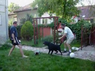 Dresaj canin Timisoara - Jessy 1