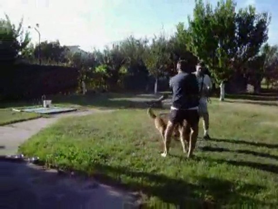 Dresaj canin Timisoara - Sharan 1