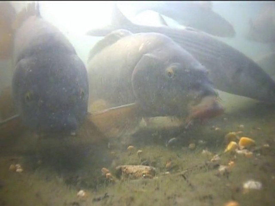 Piqués face camera.