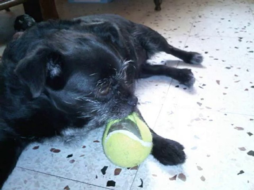 ma chienne et sa balle