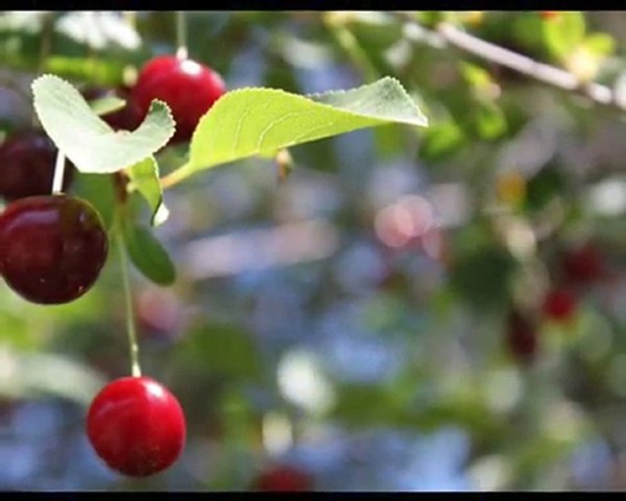 Volkan KONAK - HANEFİ KÖYÜ