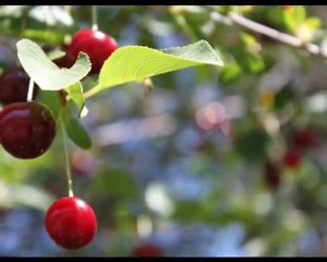 Volkan KONAK - HANEFİ KÖYÜ