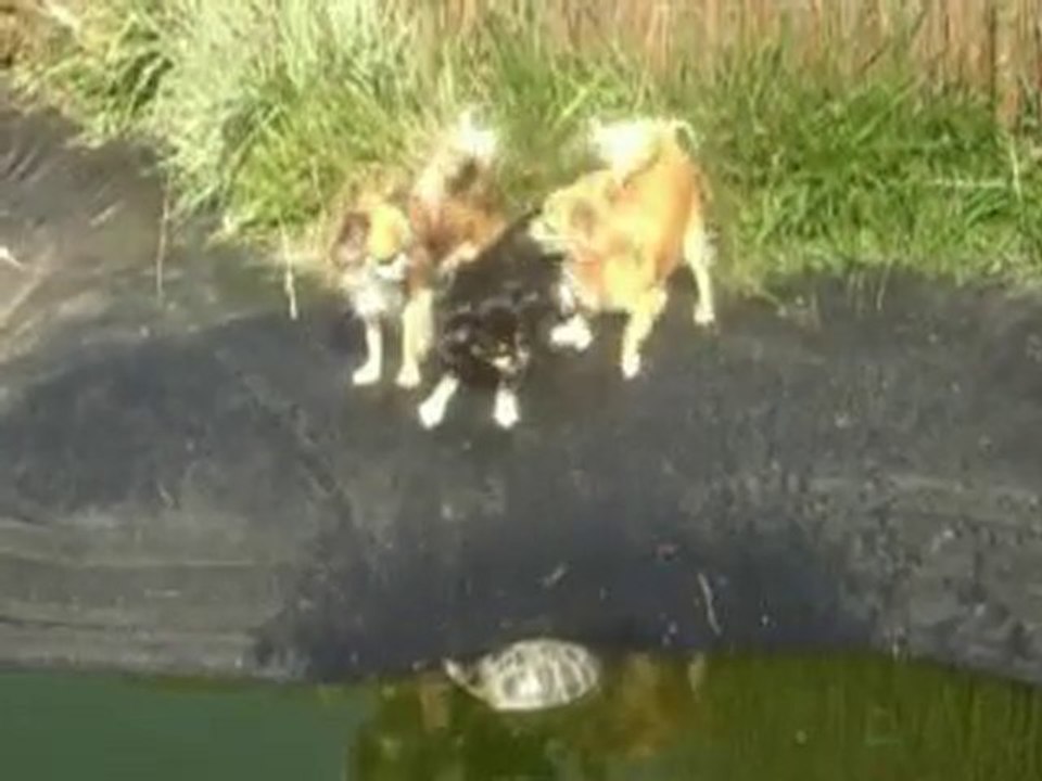 ha les tortutes ! ça reste une histoire de famille...