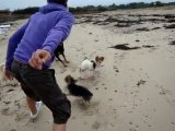 Jeux des chiens en vacances