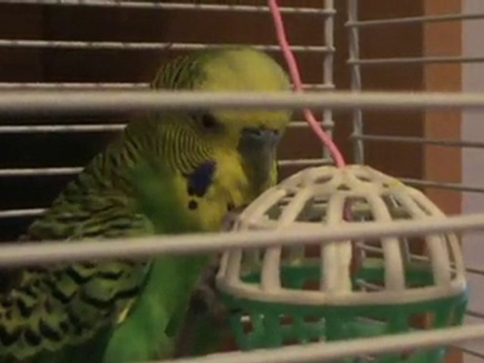 Yaprak Playing With His Ball - Yaprak Topuyla Oynuyor