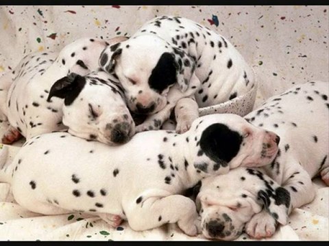 nos compagnons à quatre pattes