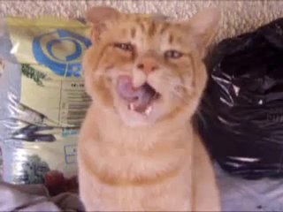 Chat abandonné à adopter