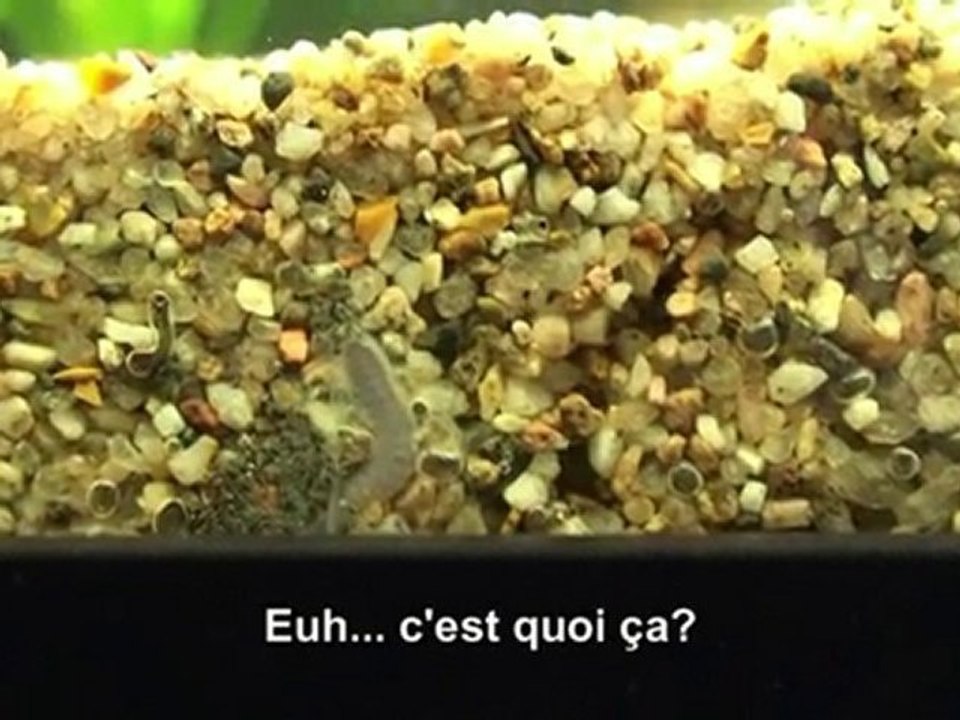 ver pas propre