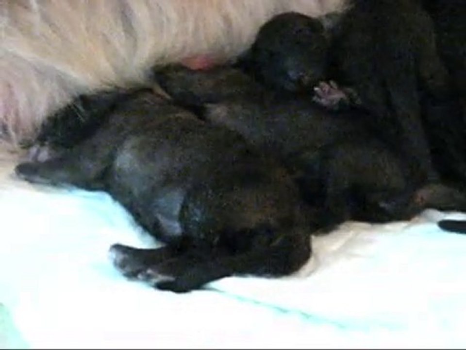 Bébés Leonberg Brumaire