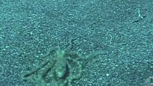 Octopus Mimics Flounder
