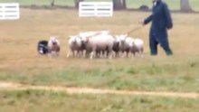 Continental Sheepdog Championship 2010 - Paul Wellemans 2/2