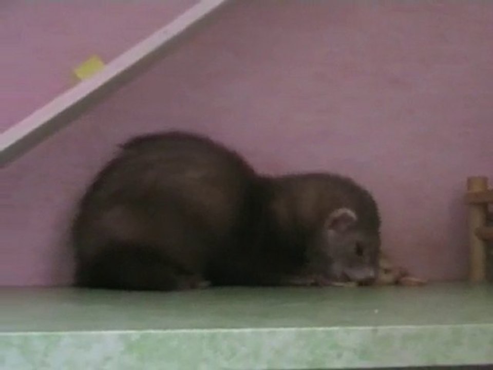 Michto et son poussin