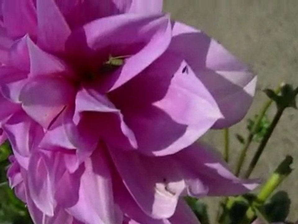 mpeg4