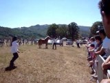 concours départemental de chevaux de trait à AGRIFOLIE !!!!
