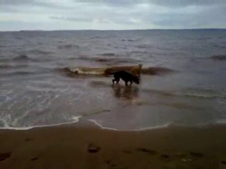 Fan Fan playing with friend in the ocean