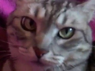 SWAN PEONY • Without Your Cat