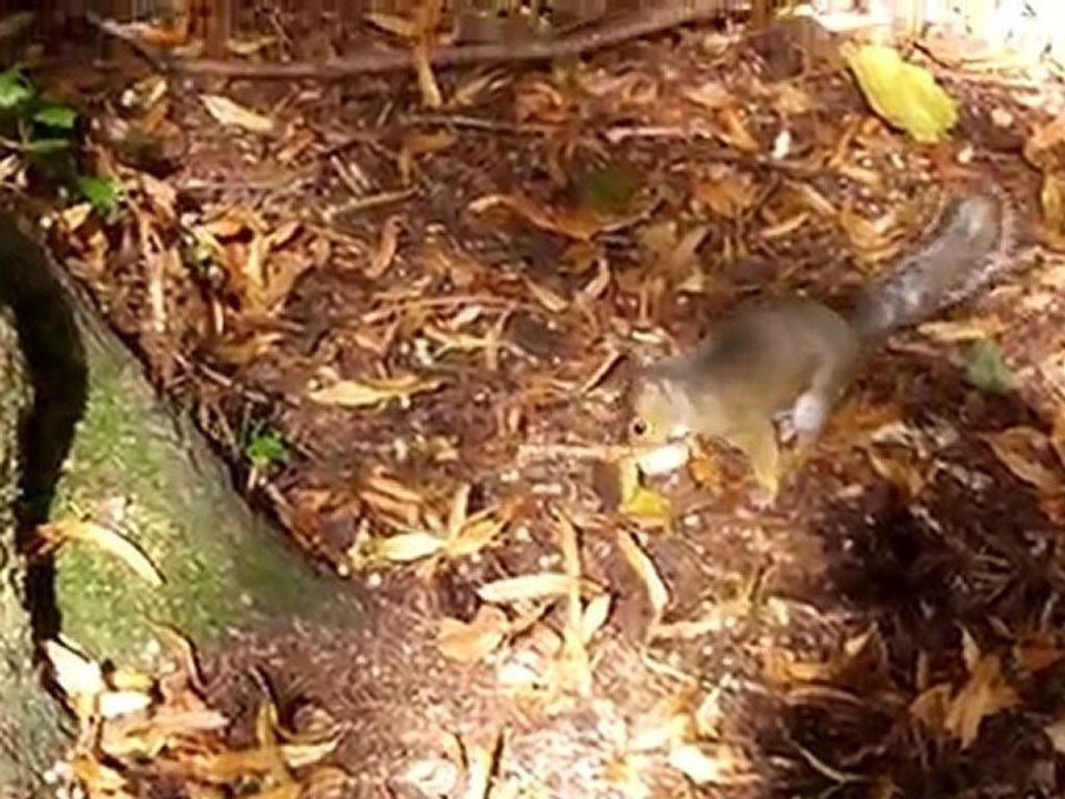 HD Flip Camera Choice