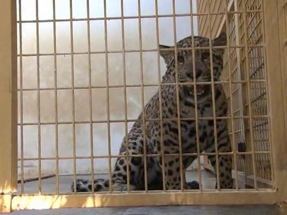 Arrivée d'un nouveau mâle jaguar
