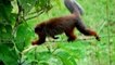 Newly Discovered Monkey Nearly Extinct