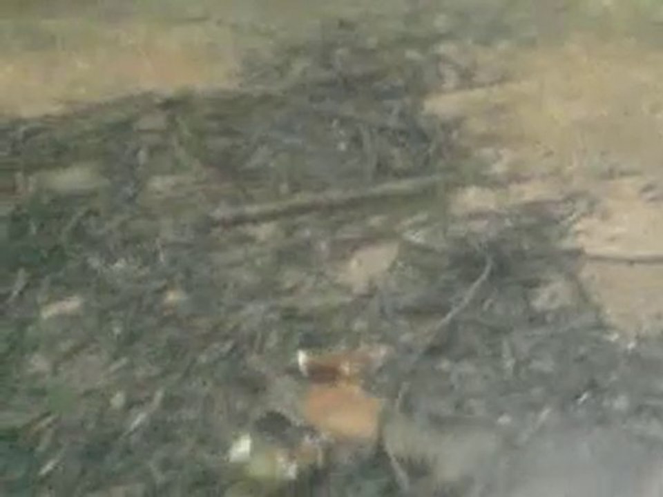 ecrevisseb a pattes blanches