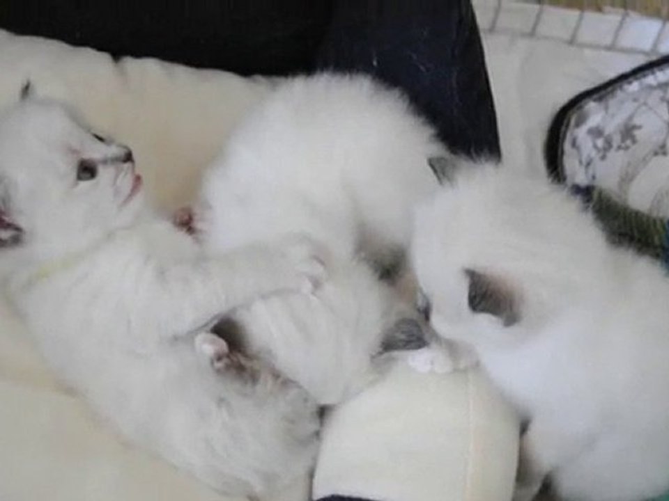 2ème portée de BEL KHANTAYA : les bébés d'Ellora