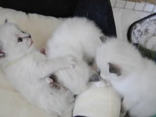 2ème portée de BEL KHANTAYA : les bébés d'Ellora