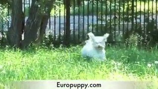 Havanese puppy playing