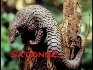 claude legault + un pangolin