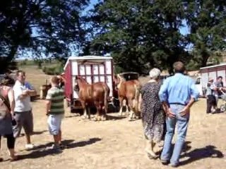 concours de chevaux de trait comtois et bretons !! ( suite )