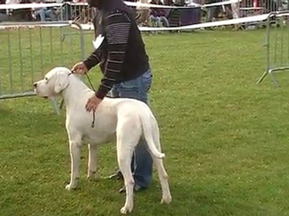 exposition diego dogue argentin