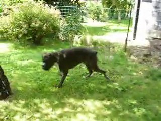 J'essaie de faire rentrer Spanky