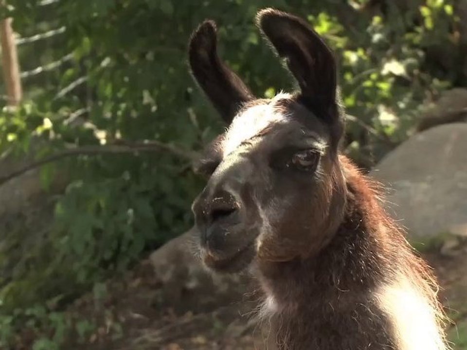 La montagne des lamas de La Bresse (Vosges, Lorraine)