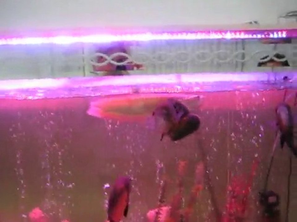 AROWANA NIN MÜTHİŞ HIZI -SPEED OF AROWANA ATTACK