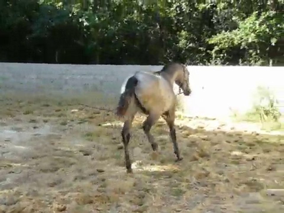 poulain1