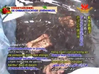 The Sad Tale of Our Fish Friends