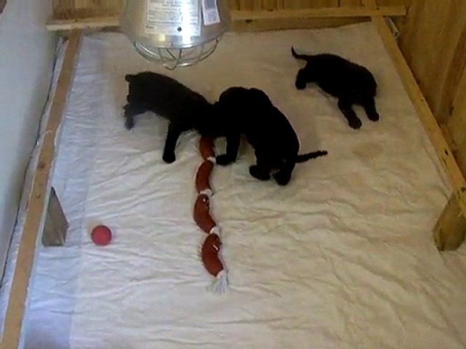 les chiots et leurs jouets