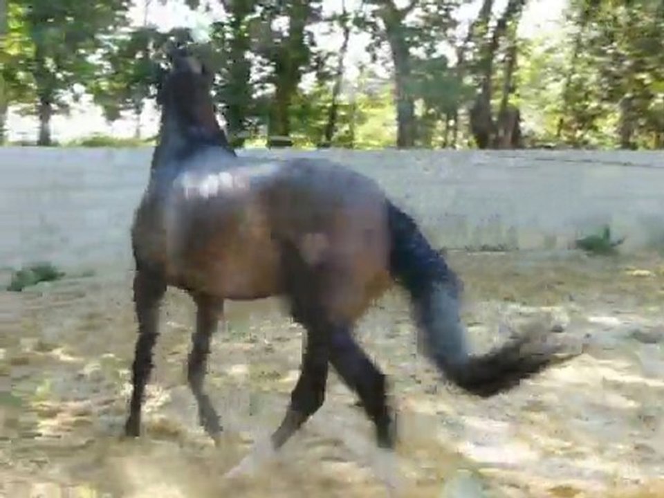 poulain2