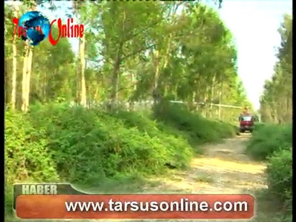 Tarsus karabucak ormanında yangın