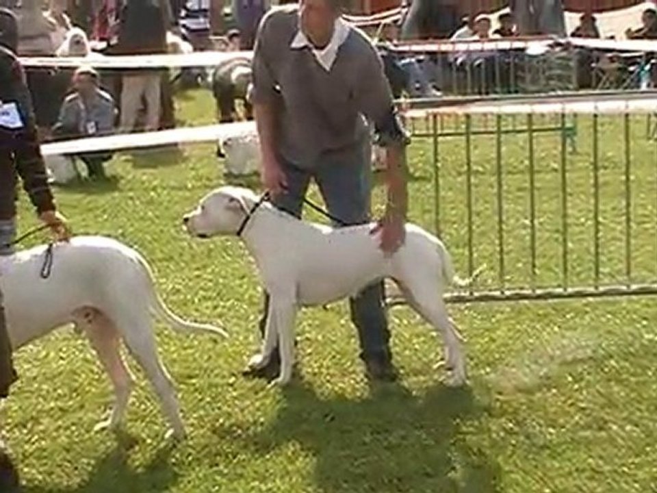DOGUE ARGENTIN EXPO CANINE DIEGO