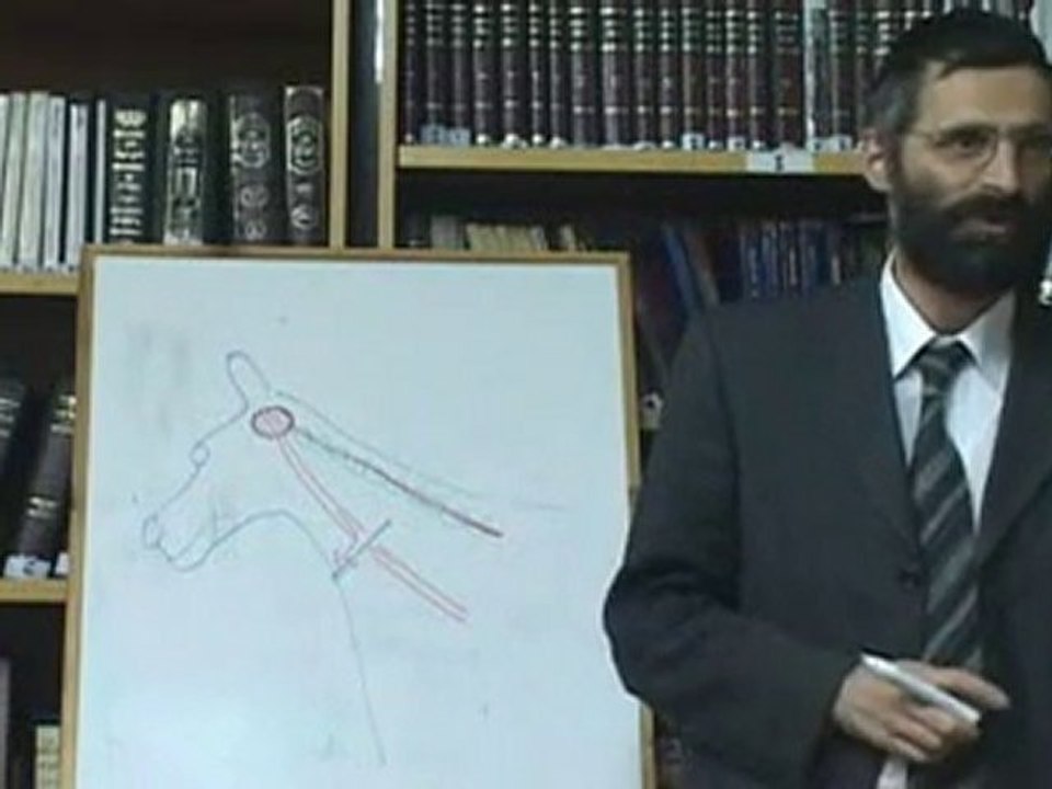 Merveilles de la Torah : le polygone de Willis