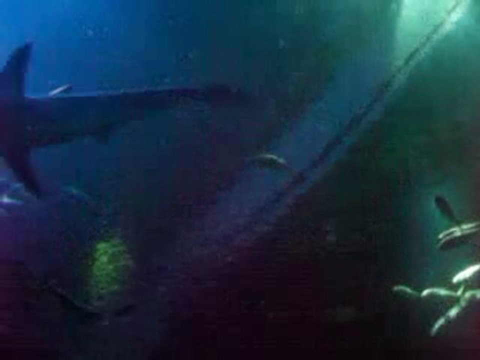 Un après midi chez les Requins