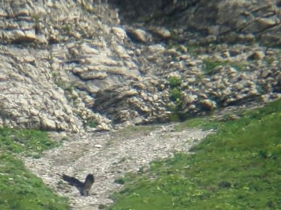 Gypaète.MVI_0686