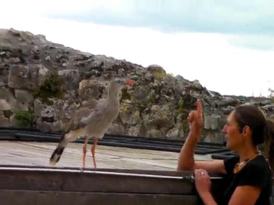 oiseau chanteur