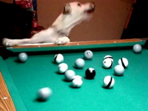 SNTV - There's a new pool hound in town, Halo loves to play pool