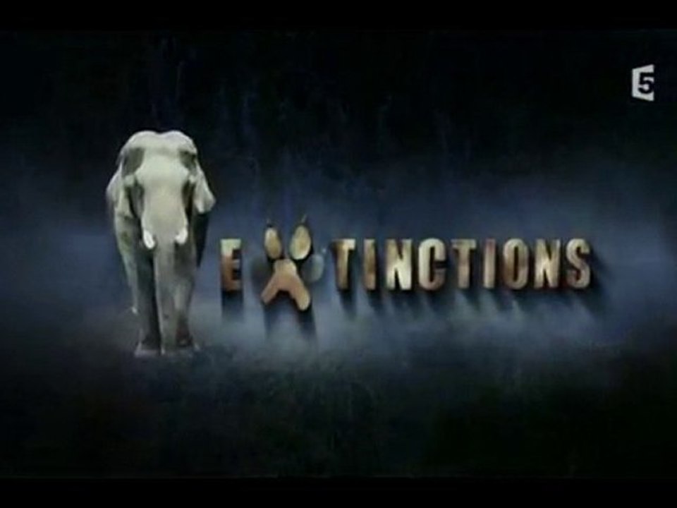 extinction : l'elephant d'asie (1)