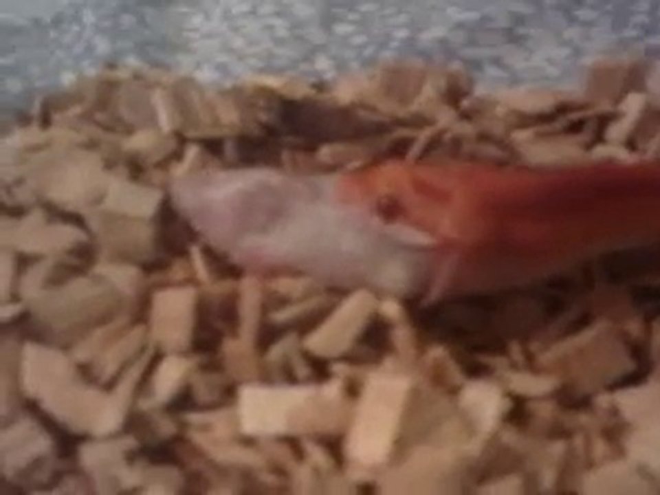 mon Elaphe qui mange sa souris