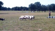 Continental Sheepdog Championship 2010 - Gérard Lalande 1/2