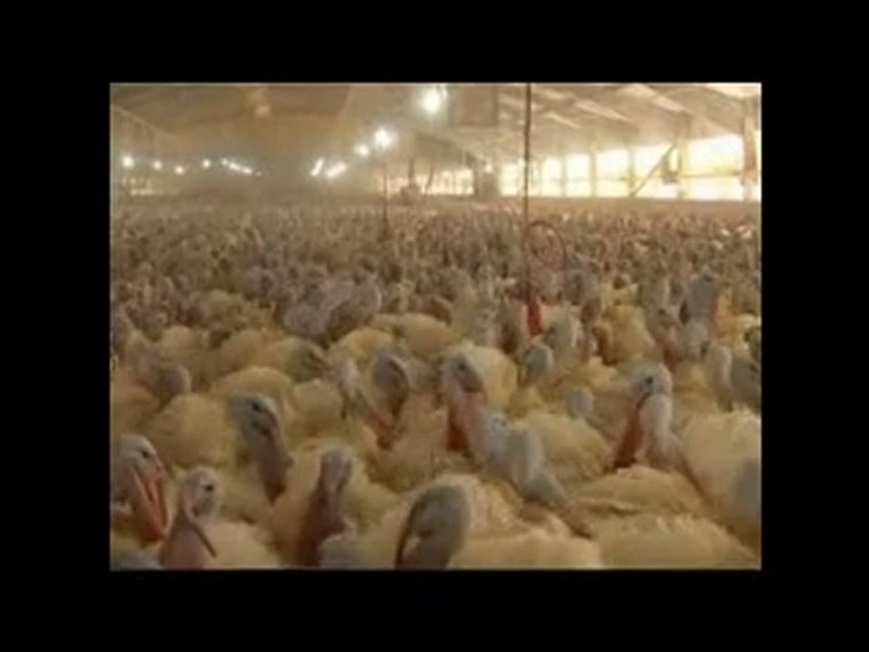 burası turkey
